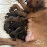 Rhodesian Ridgeback - Both