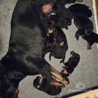 Rottweiler - Both