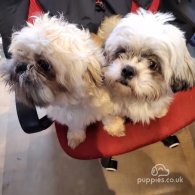 Shih Tzu - Both