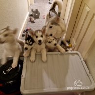 Siberian Husky - Dogs