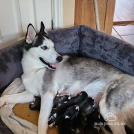 Siberian Husky - Both