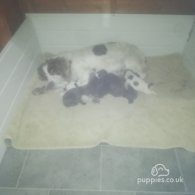 Sprocker Spaniel - Both