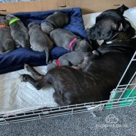 Staffordshire Bull Terrier - Both