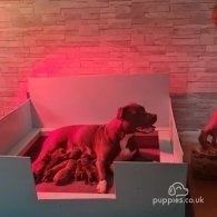 Staffordshire Bull Terrier - Both
