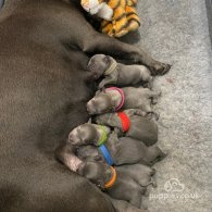 Staffordshire Bull Terrier - Both
