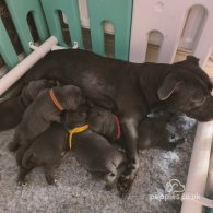 Staffordshire Bull Terrier - Bitches