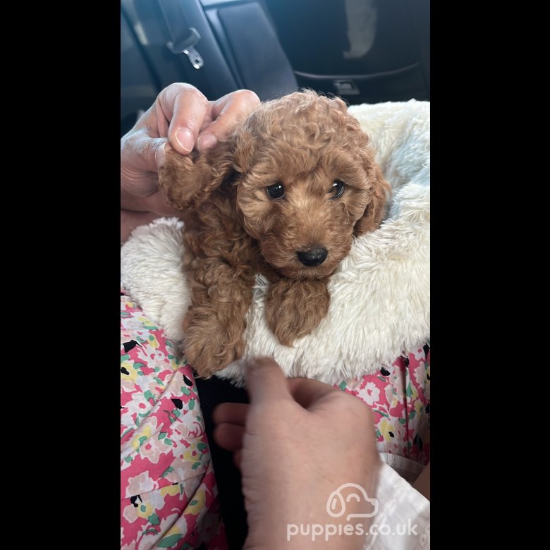 Toy Poodle - Bitches