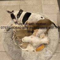 Whippet - Both