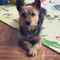 Yorkshire Terrier - Both
