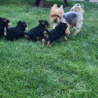 Yorkshire Terrier - Bitches