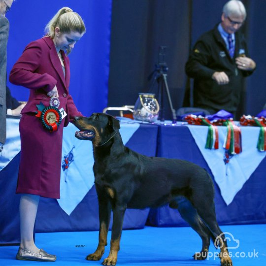 Beauceron