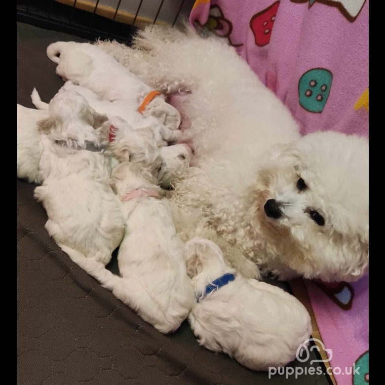 Champion bichon frise puppies for best sale sale