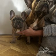 French Bulldog - Bitches