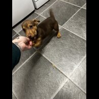 Jack Russell