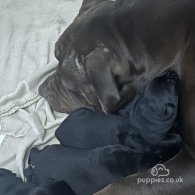 Labrador Retriever - Bitches