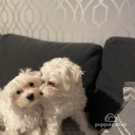 Maltese - Dogs