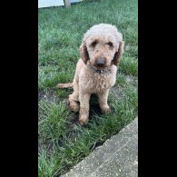 Miniature Poodle