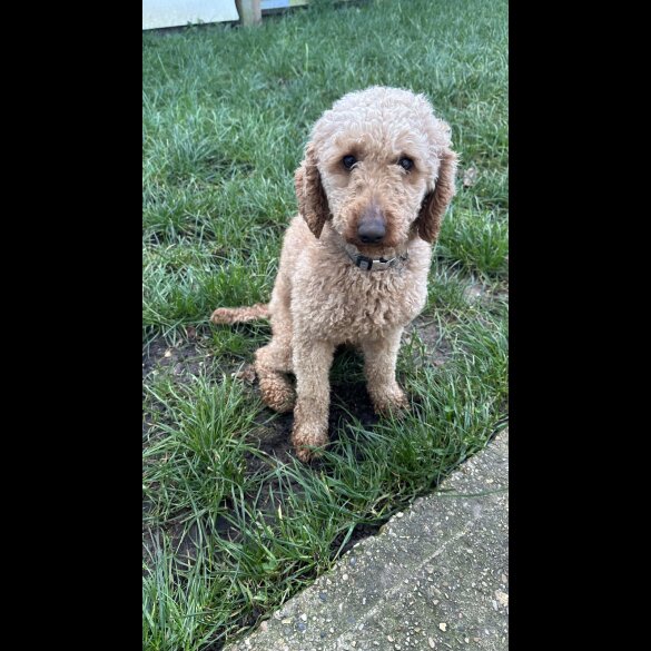 Miniature Poodle
