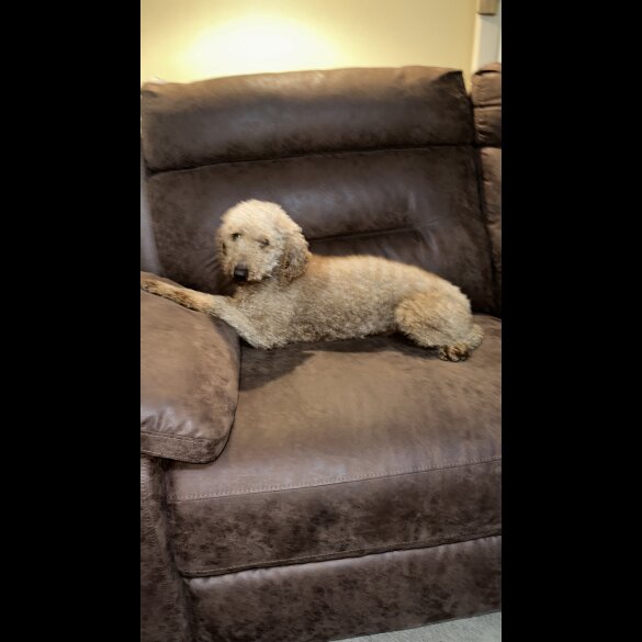 Miniature Poodle