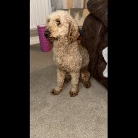 Miniature Poodle