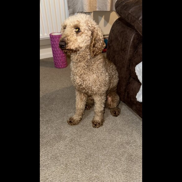 Miniature Poodle