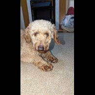 Miniature Poodle
