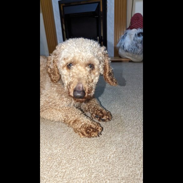 Miniature Poodle