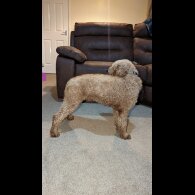Miniature Poodle