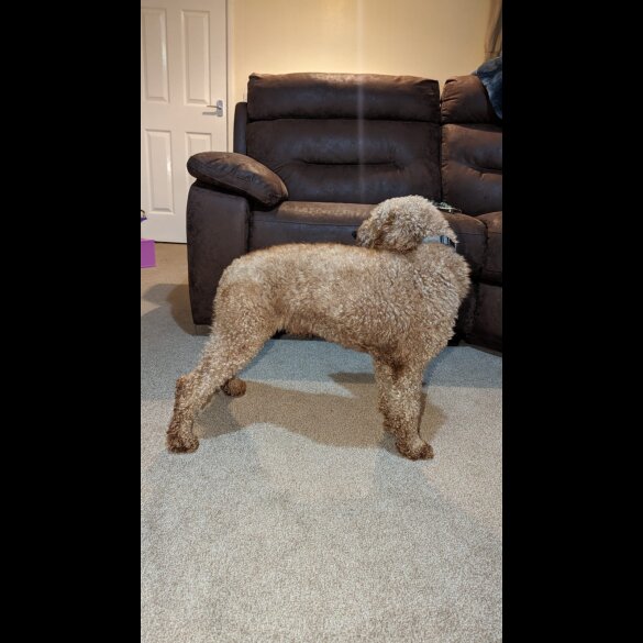 Miniature Poodle