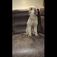 Miniature Poodle
