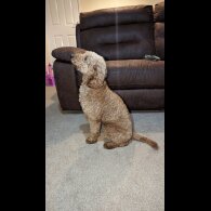 Miniature Poodle