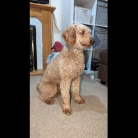 Miniature Poodle