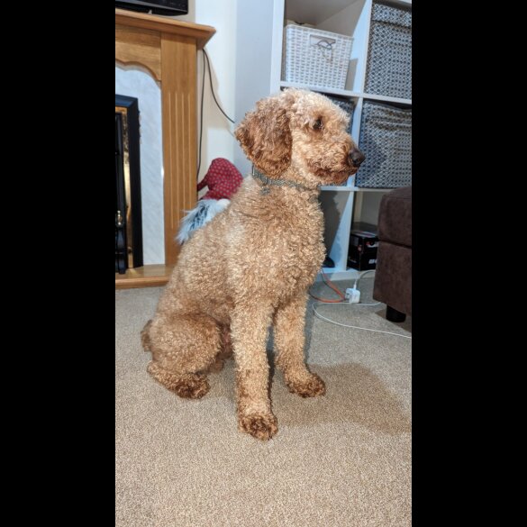 Miniature Poodle