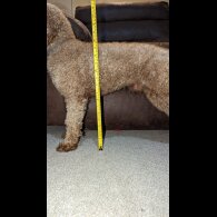 Miniature Poodle