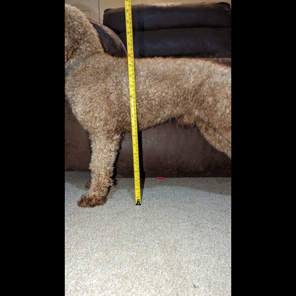 Miniature Poodle