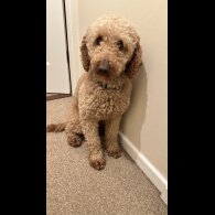Miniature Poodle