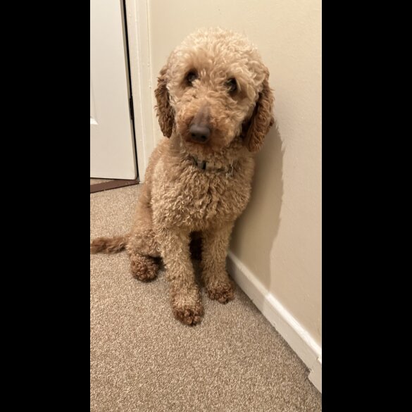 Miniature Poodle