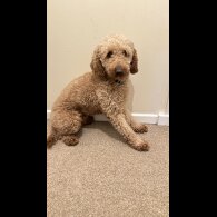 Miniature Poodle
