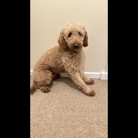 Miniature Poodle