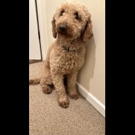 Miniature Poodle