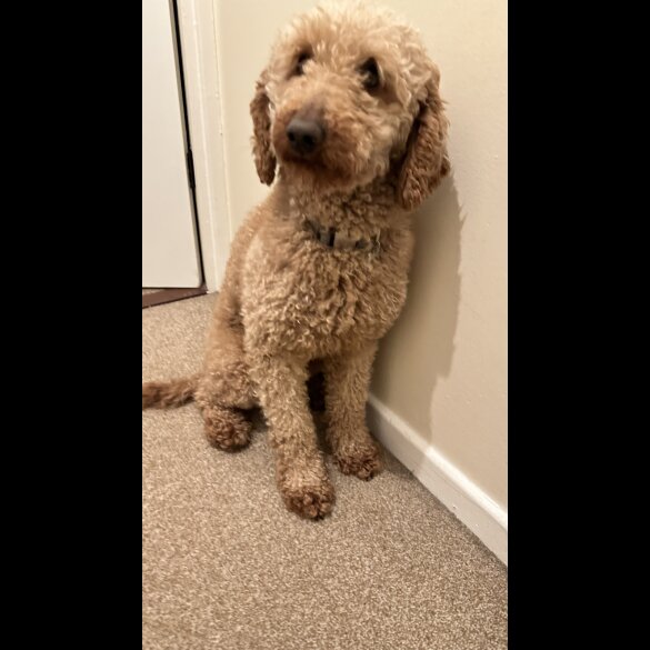 Miniature Poodle