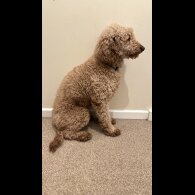 Miniature Poodle