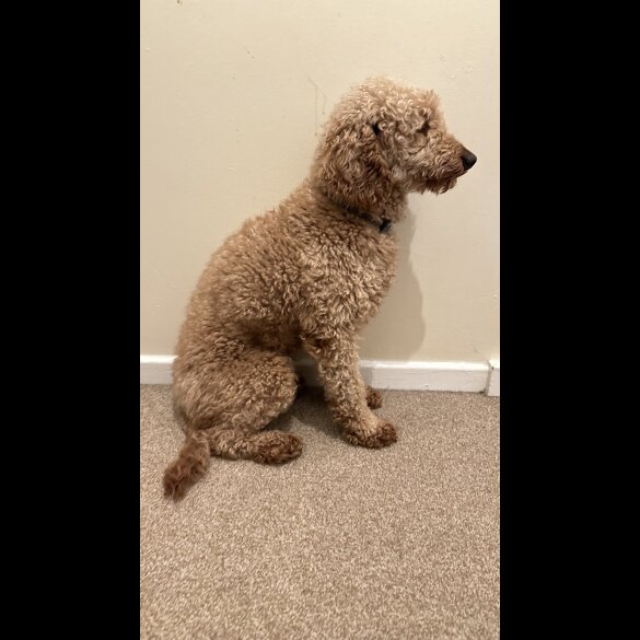 Miniature Poodle