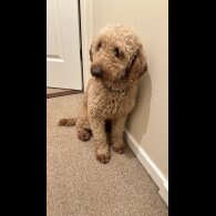 Miniature Poodle