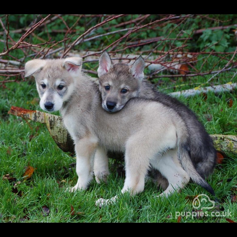 Northern Inuit - Both