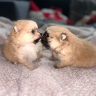 Pomeranian - Dogs
