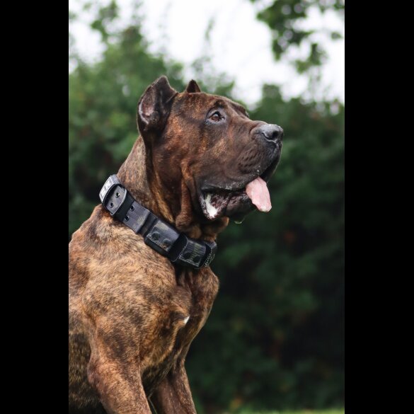 Presa Canario