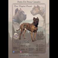 Presa Canario