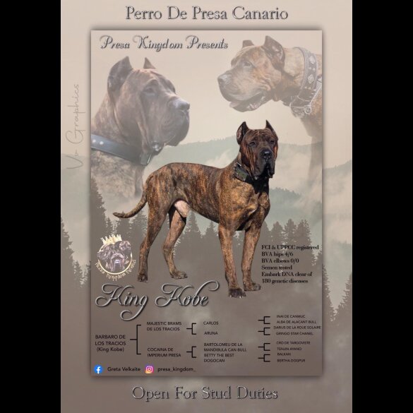 Presa Canario