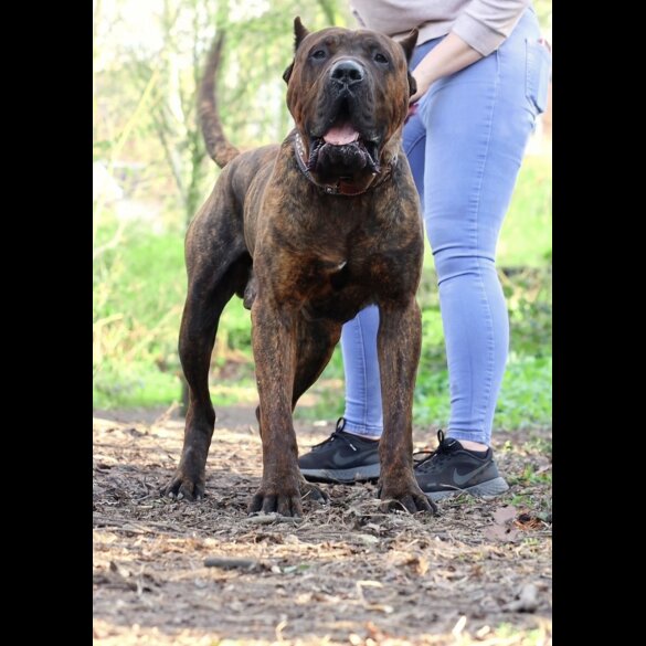 Presa Canario